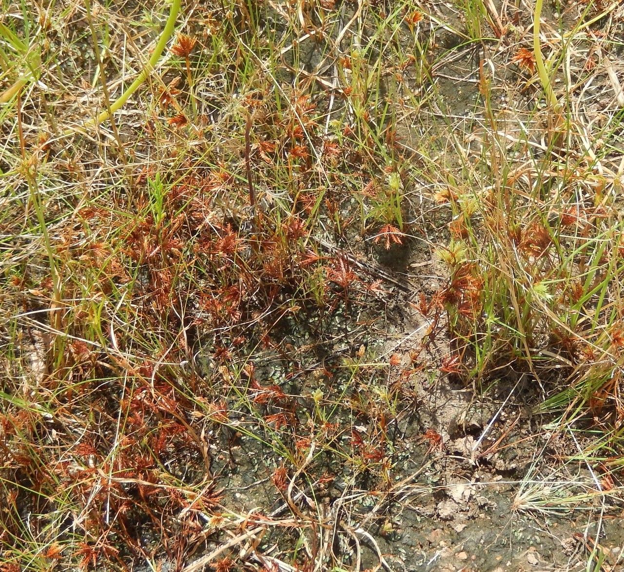 Cyperus granitophilus — search result for 'Cyperus'