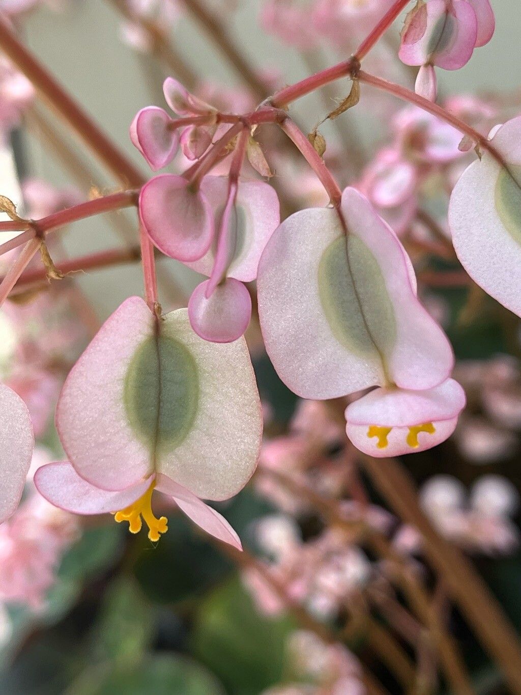 Begonia cavaleriei flower