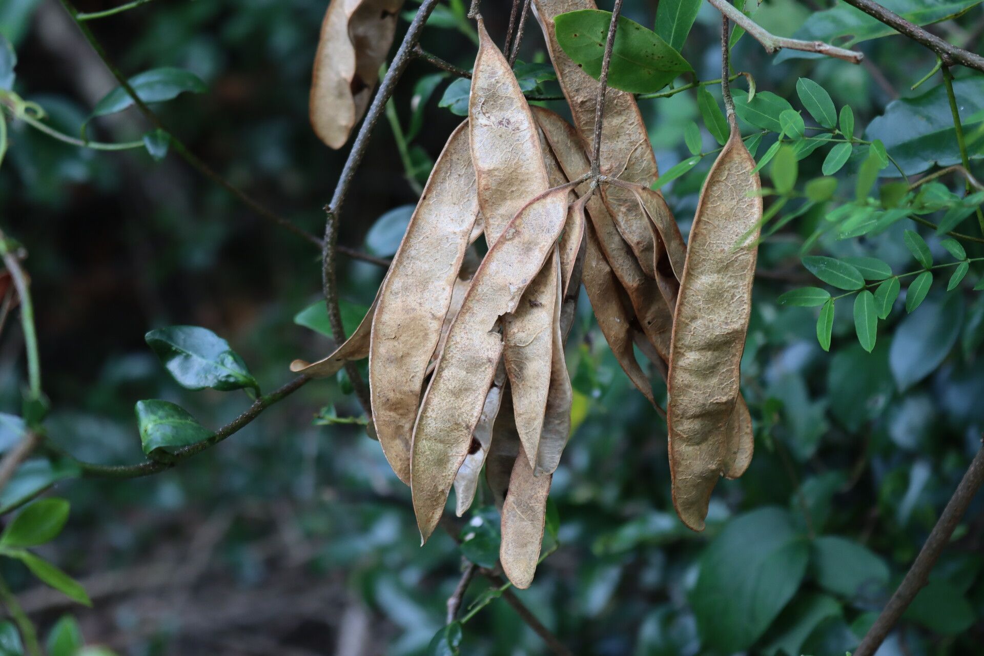 Senegalia kraussiana fruit