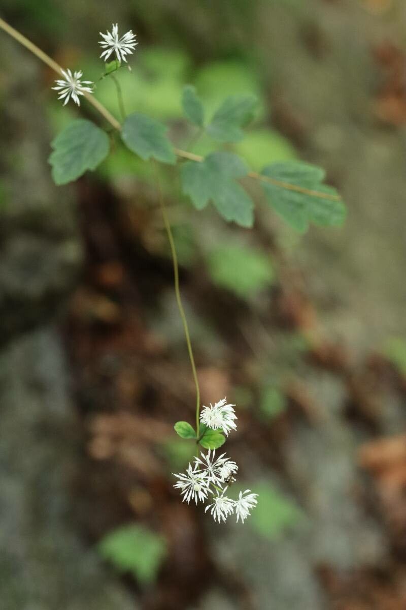 Thalictrum tuberiferum — houseplant care guide