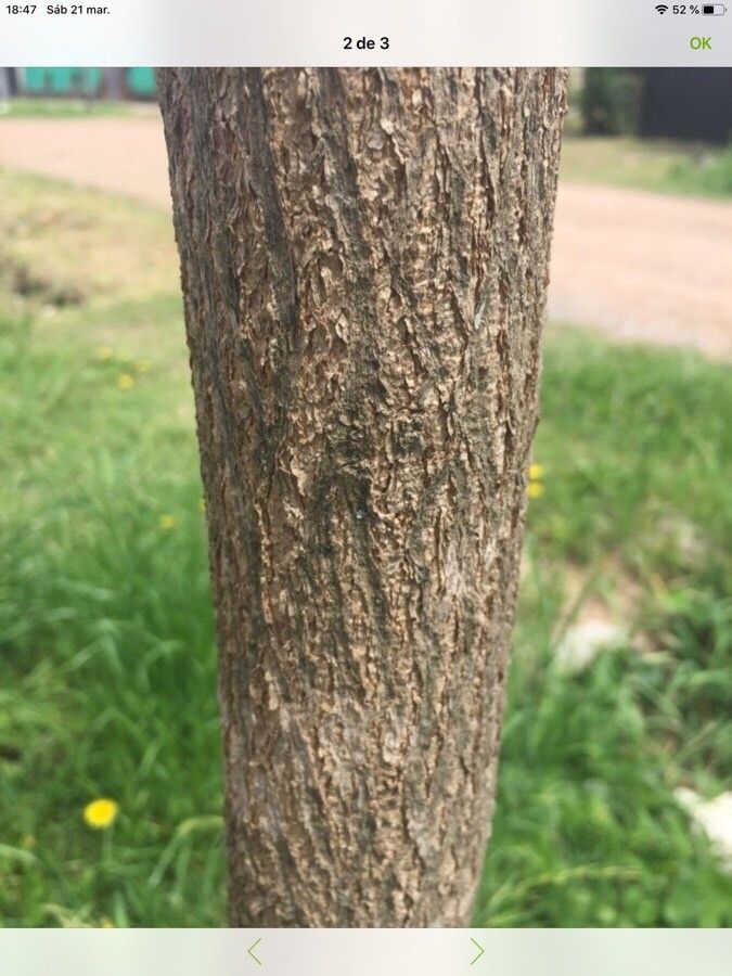 Handroanthus pulcherrimus bark