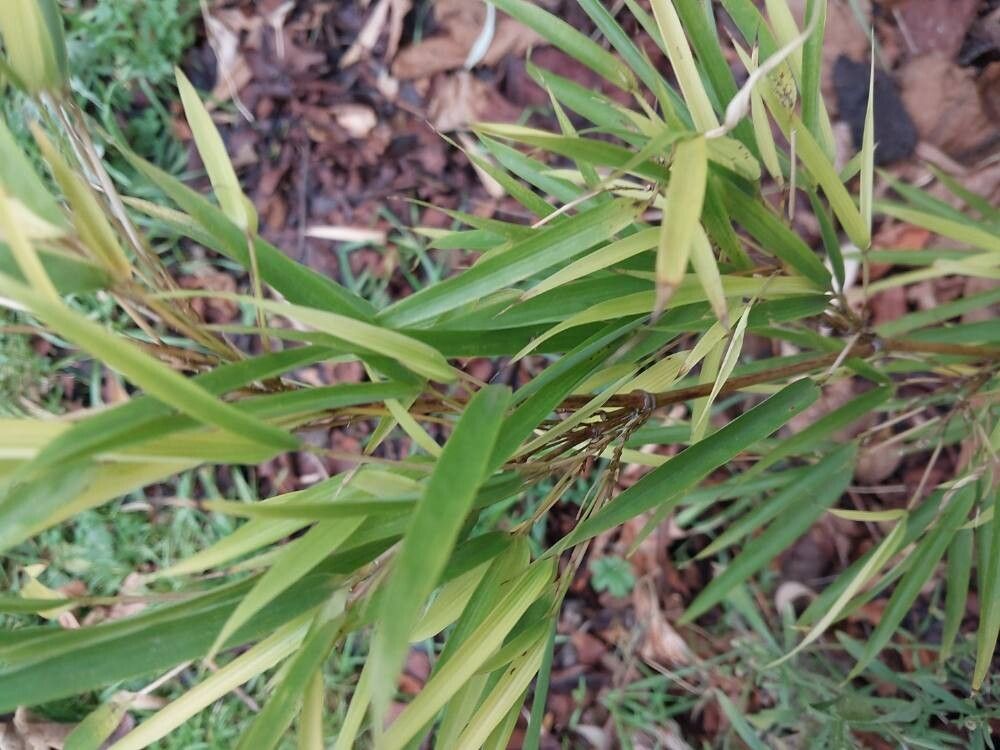 Chimonobambusa tumidissinoda leaf