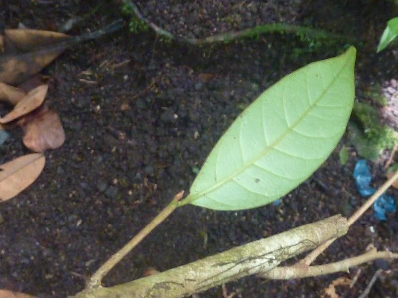 Chrysophyllum sparsiflorum — houseplant care guide