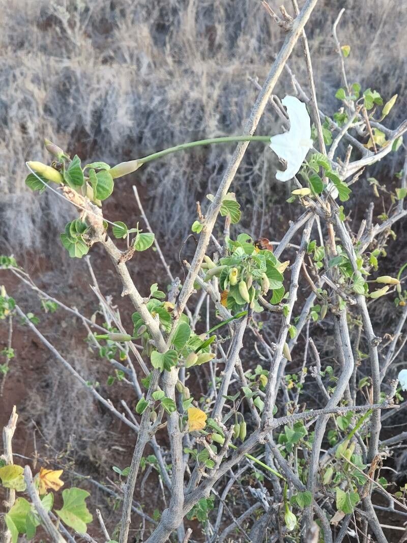 Ipomoea stenosiphon leaf