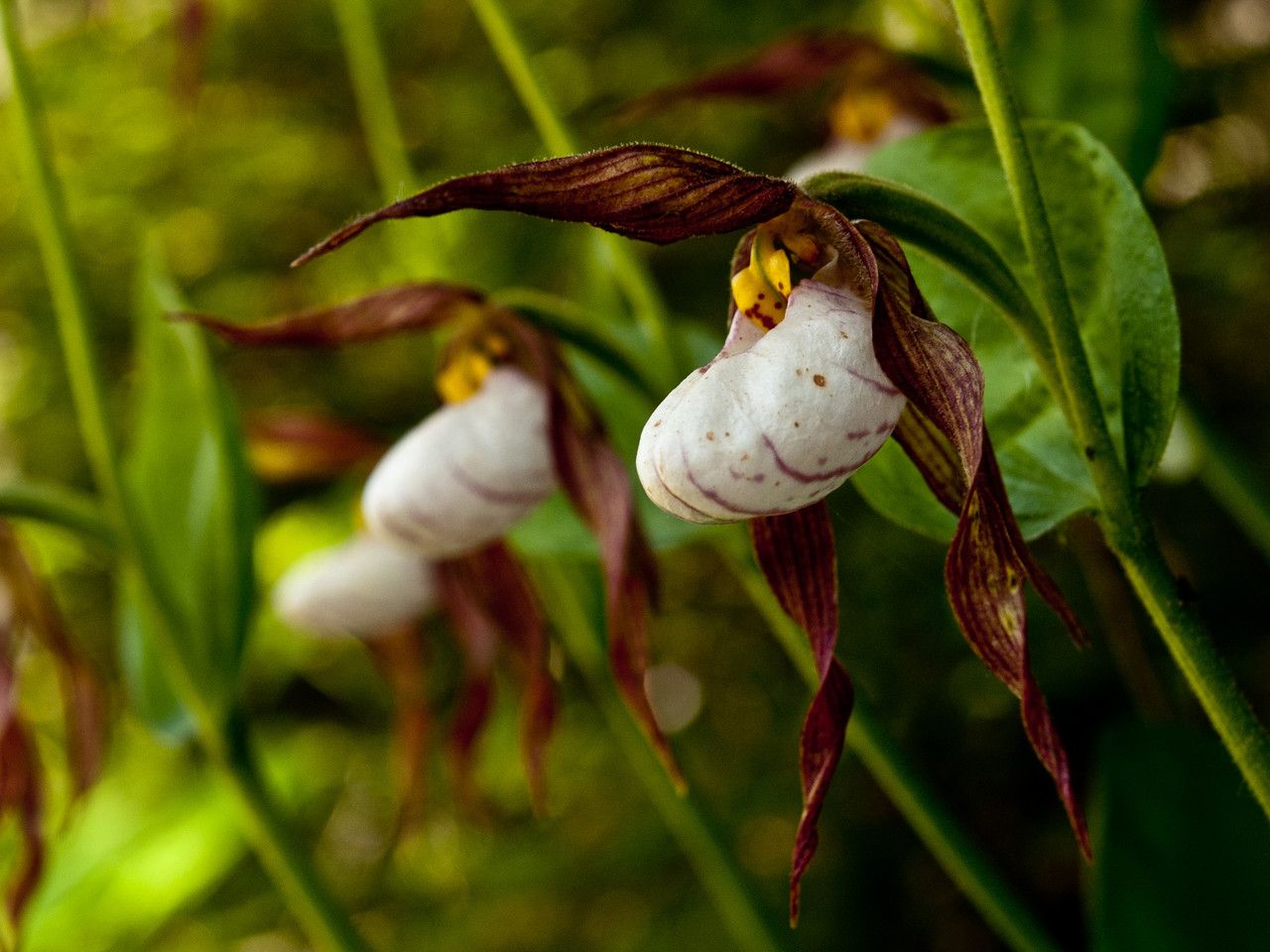 Cypripedium montanum — search result for 'Cypripedium'