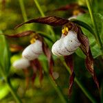 Cypripedium montanum