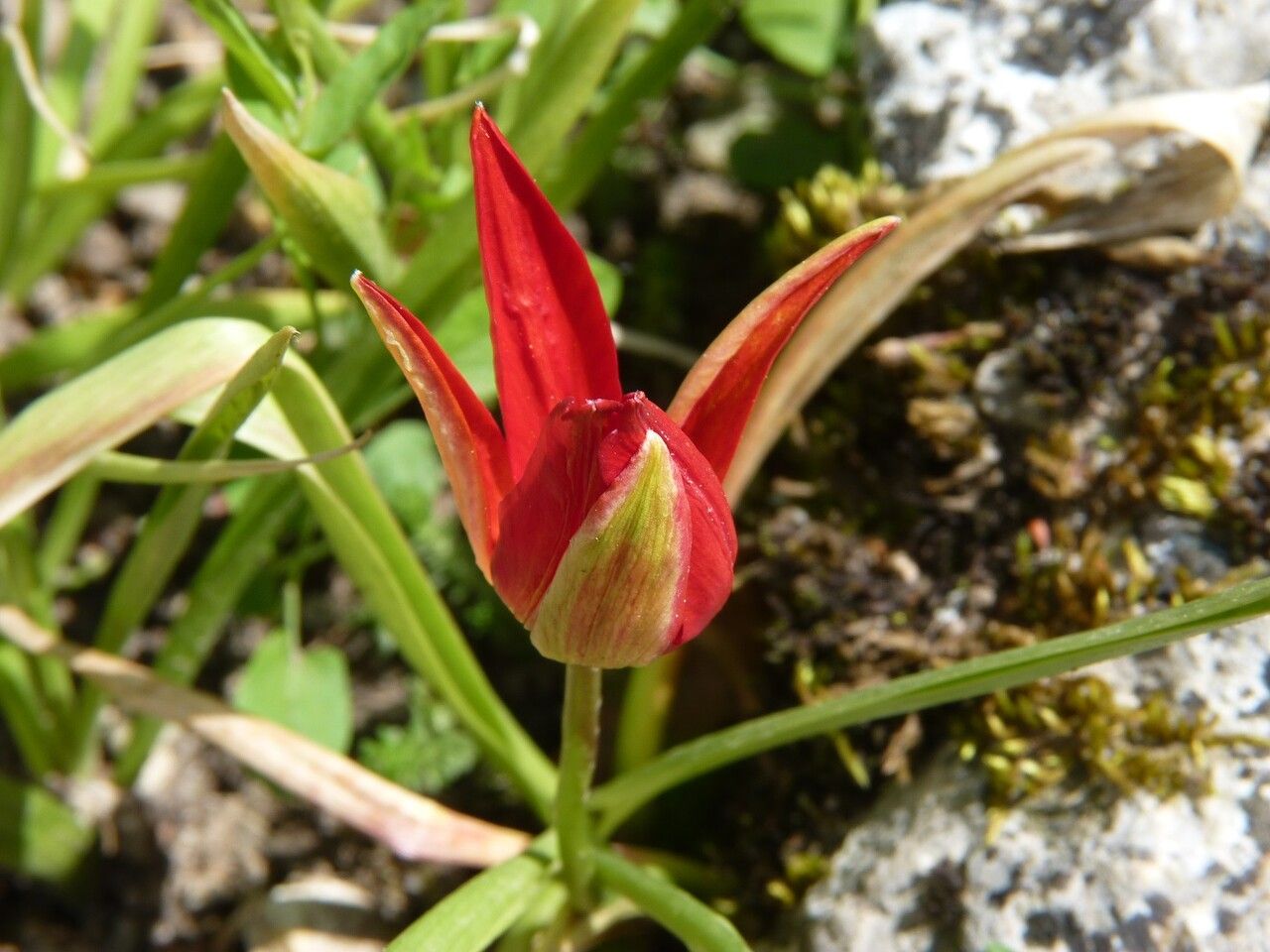 Tulipa sprengeri flower