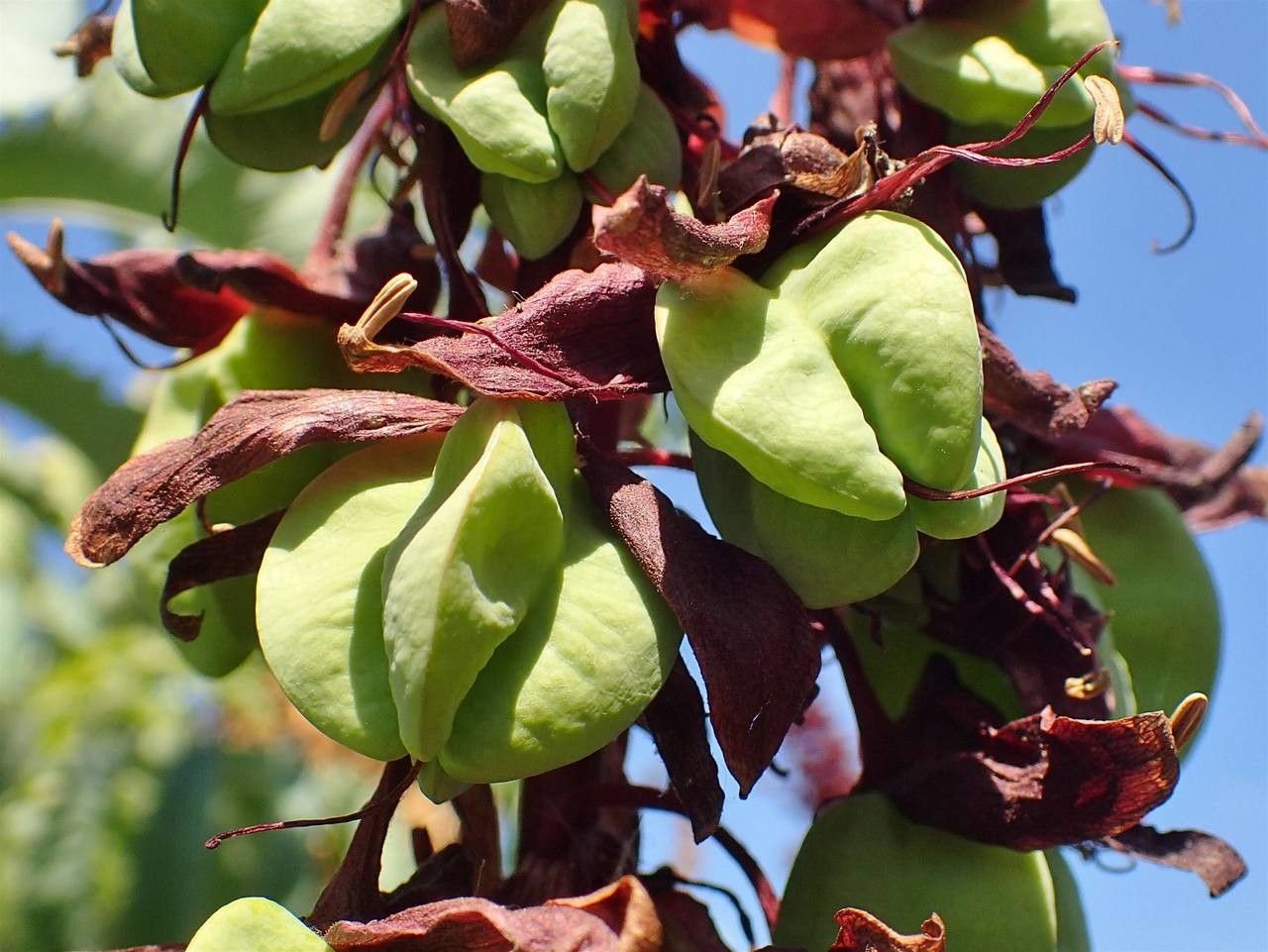 Melianthus major fruit