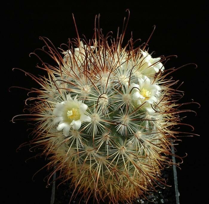 Mammillaria moelleriana — houseplant care guide
