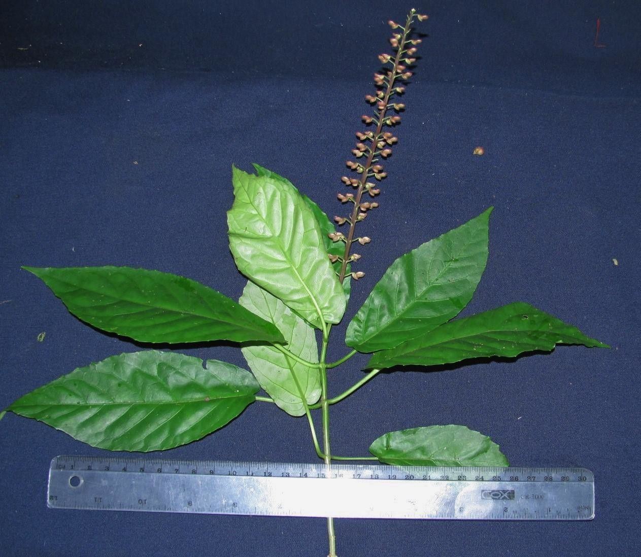 Scutellaria glabra other