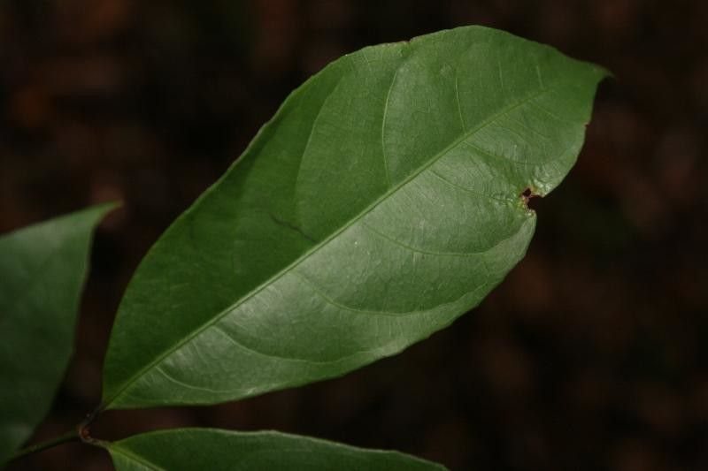 Rinorea amapensis — houseplant care guide