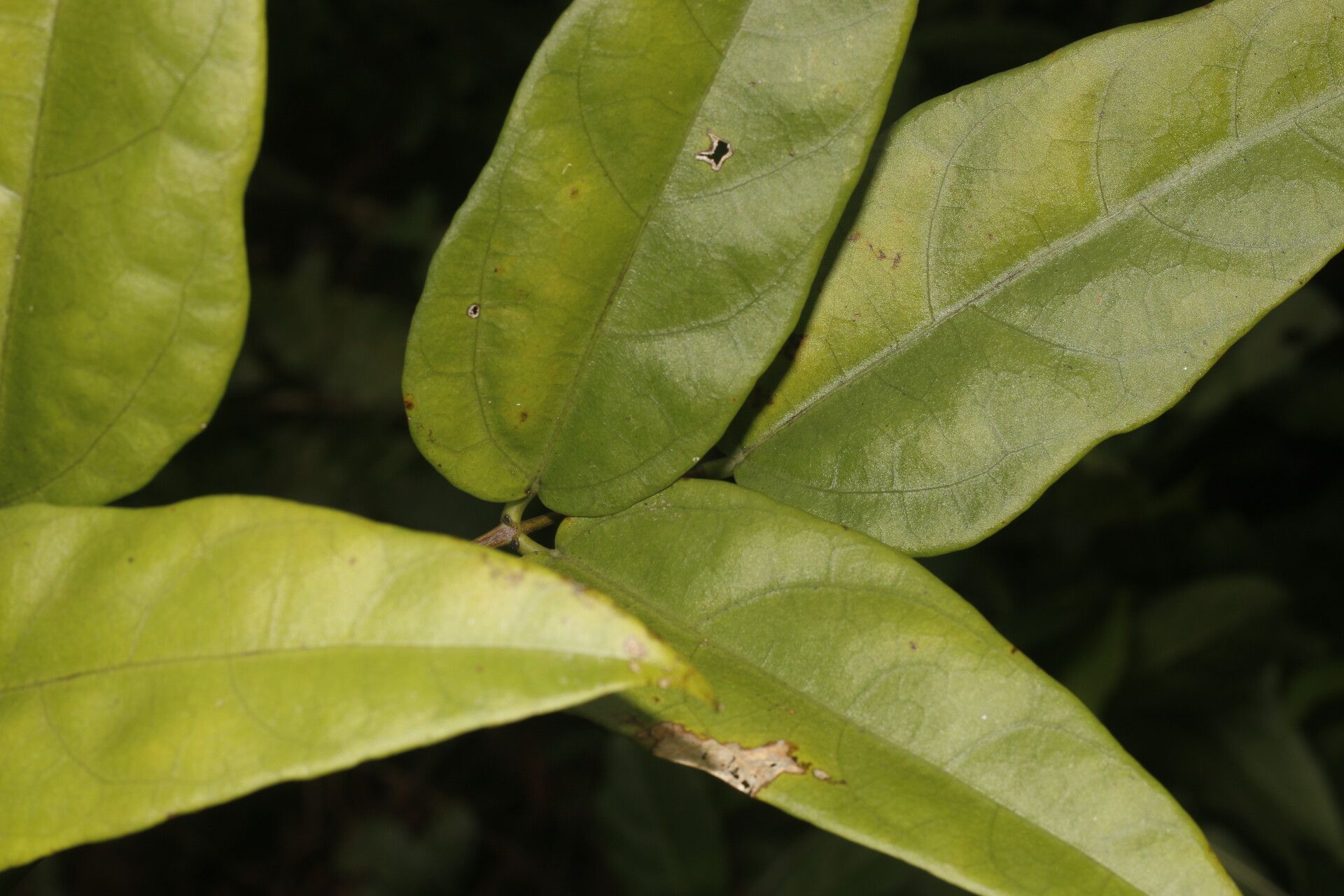 Erythrina thyrsiflora leaf