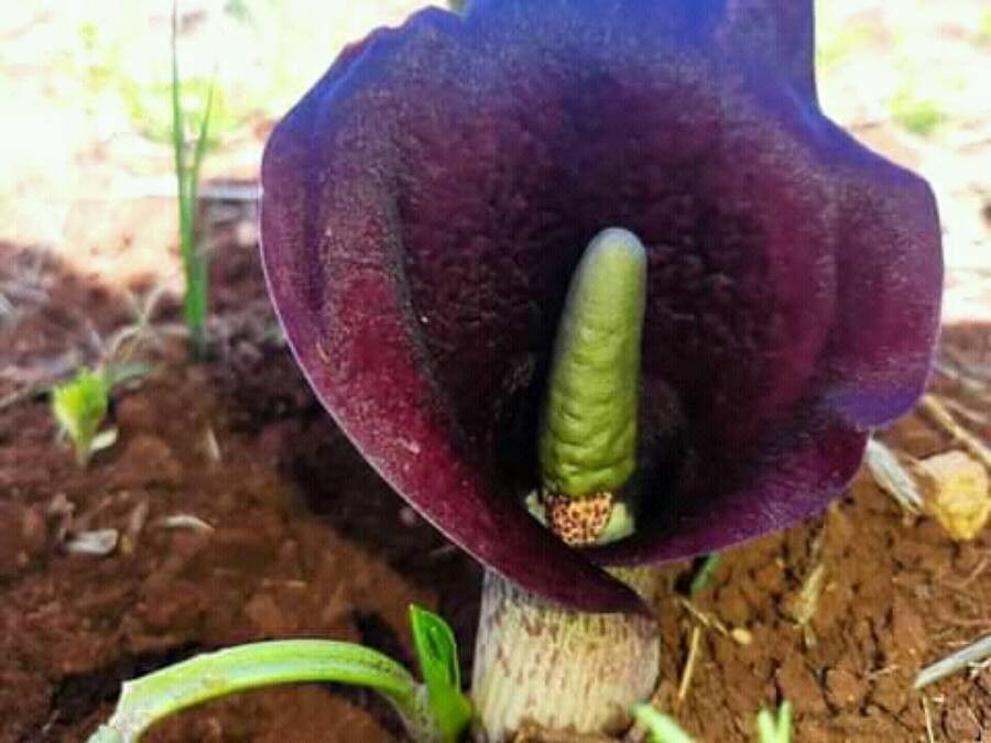 Biarum aleppicum habit