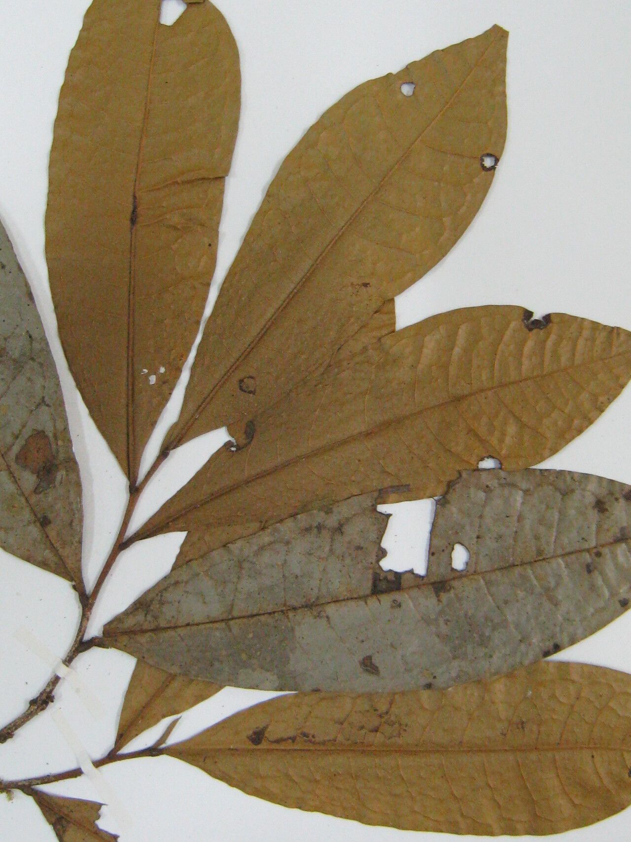 Duguetia yeshidan other