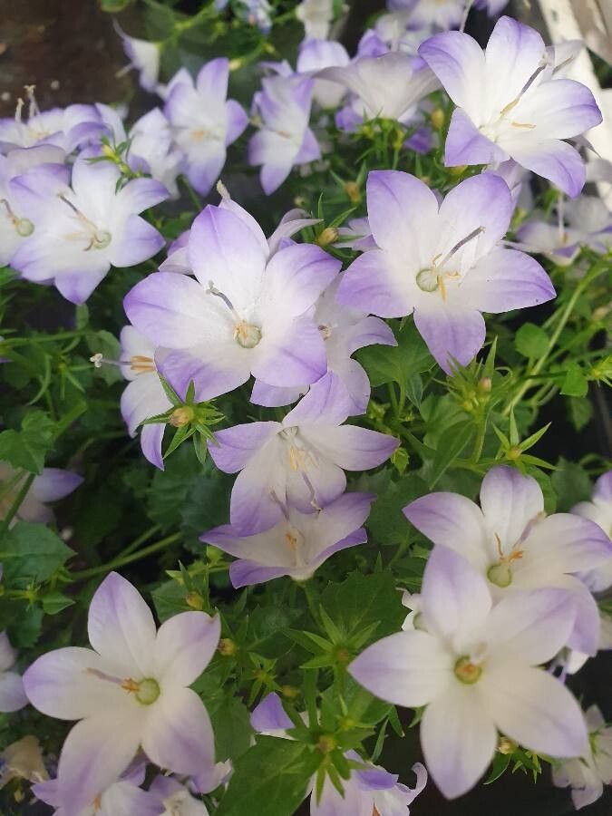 Campanula isophylla flower