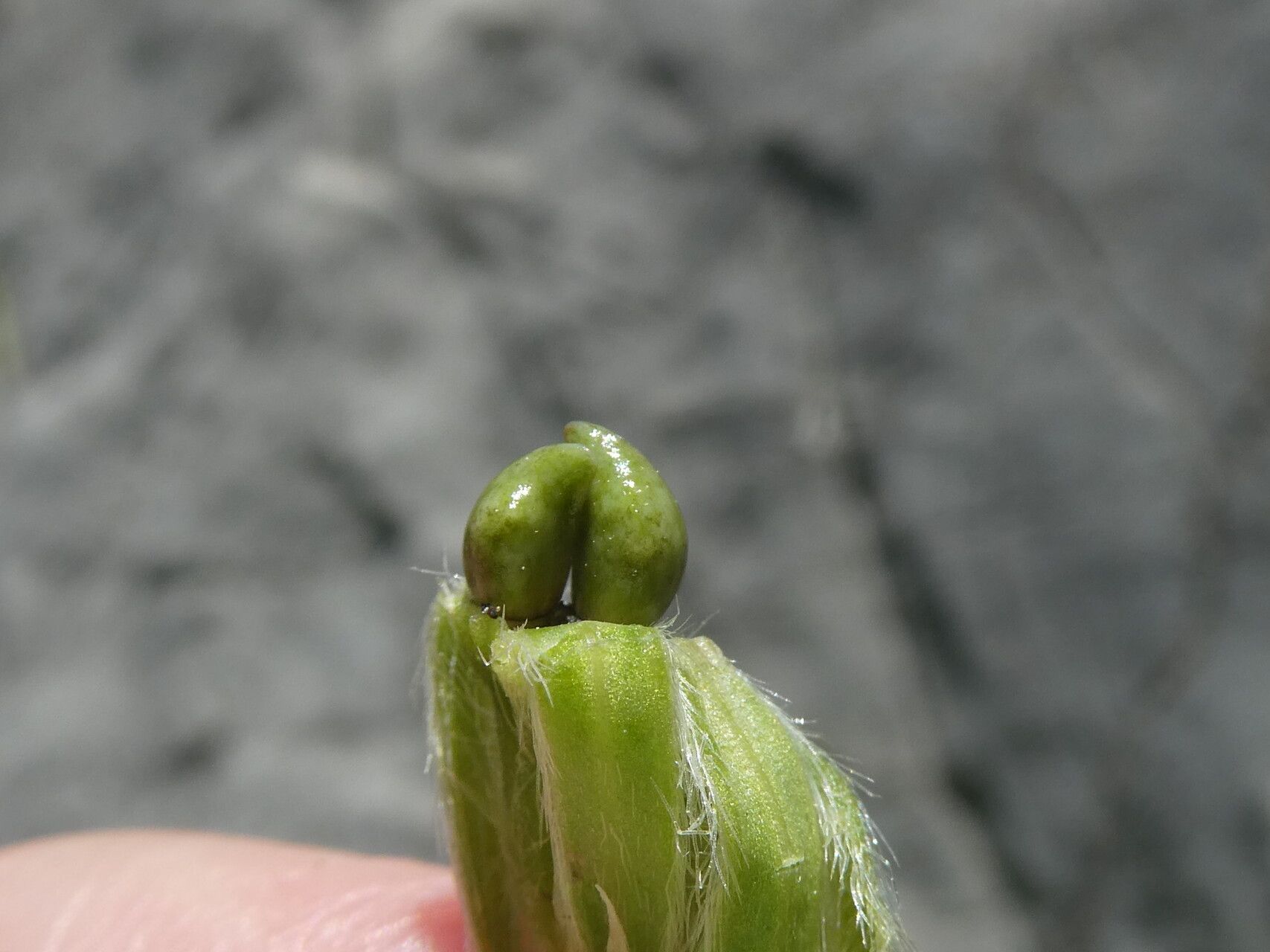 Onosma tricerosperma fruit