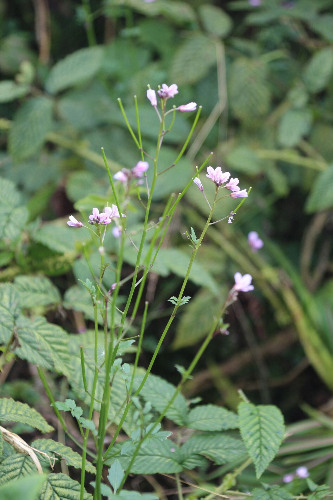 Cardamine obliqua — search result for 'Cardamine'