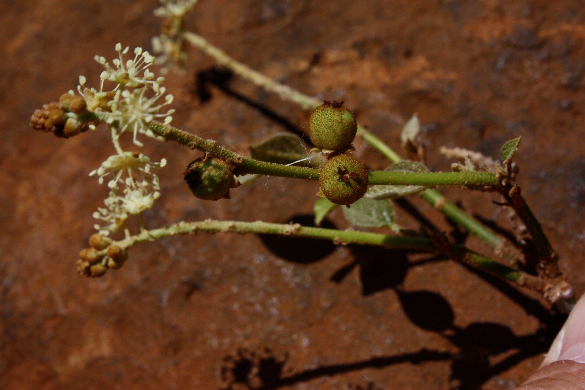 Croton scoriarum flower