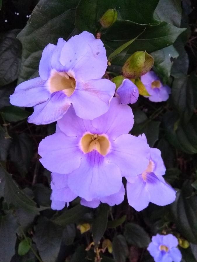 Thunbergia laurifolia flower