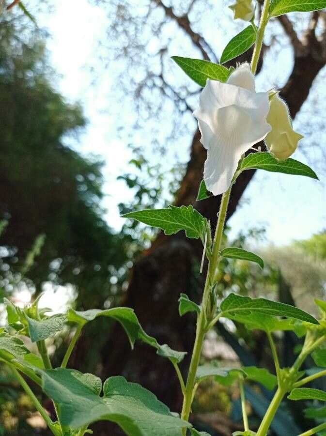 Sesamum orientale flower