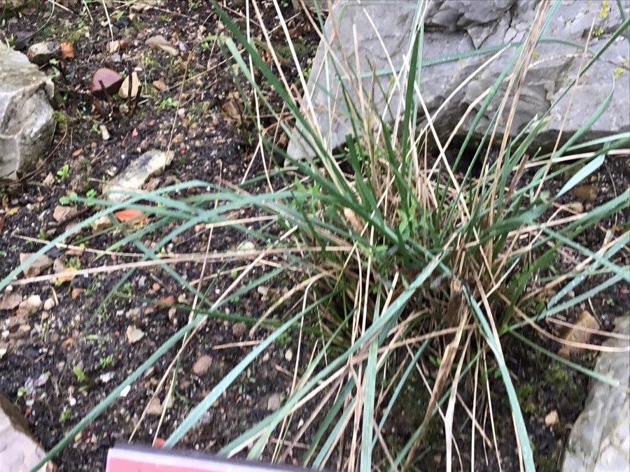 Agrostis delicatula — search result for 'Agrostis'