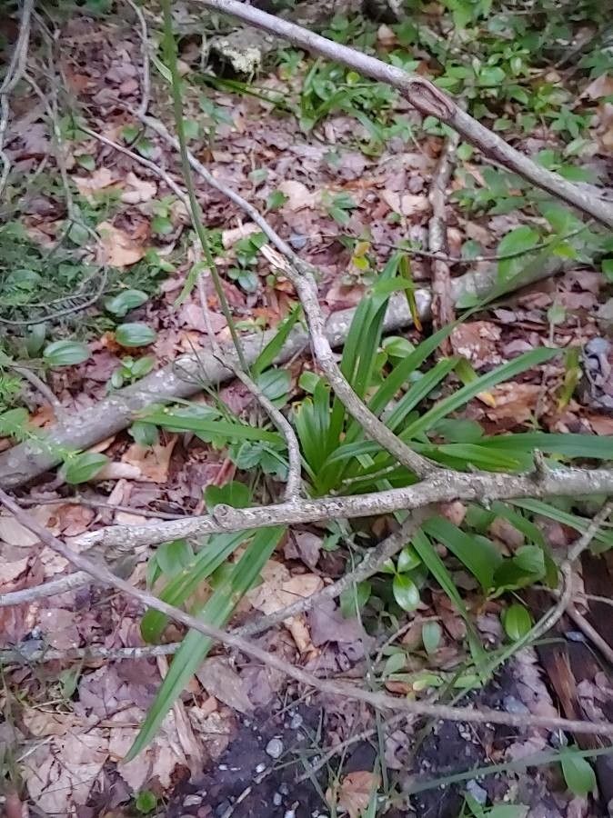 Amianthium muscitoxicum — search result for 'Melanthiaceae'