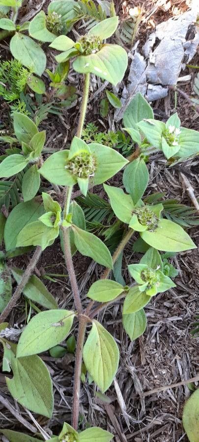 Richardia brasiliensis