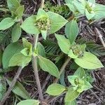 Richardia brasiliensis