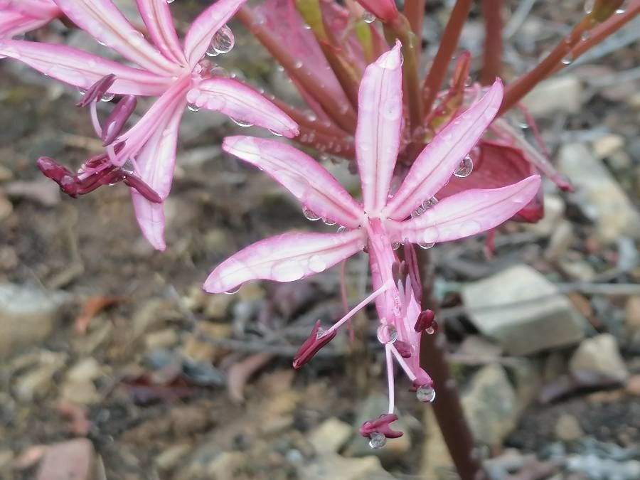 Nerine humilis — related species from the same genus