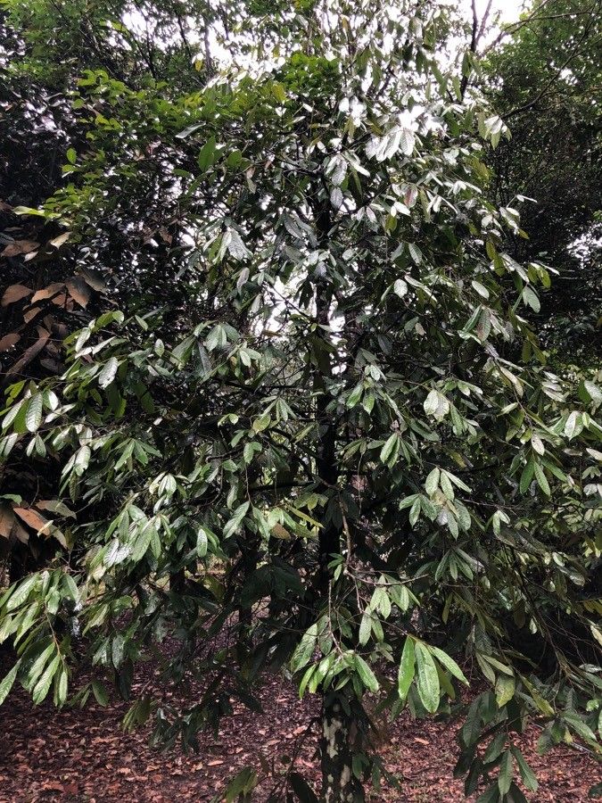 Polyalthia cinnamomea habit