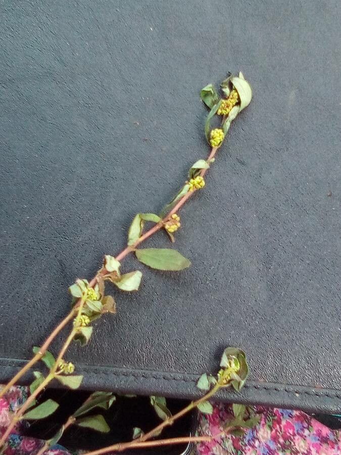 Euphorbia nutans fruit