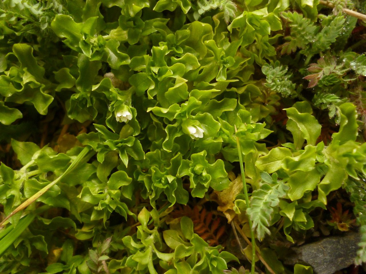 Stellaria weddellii — search result for 'Stellaria'