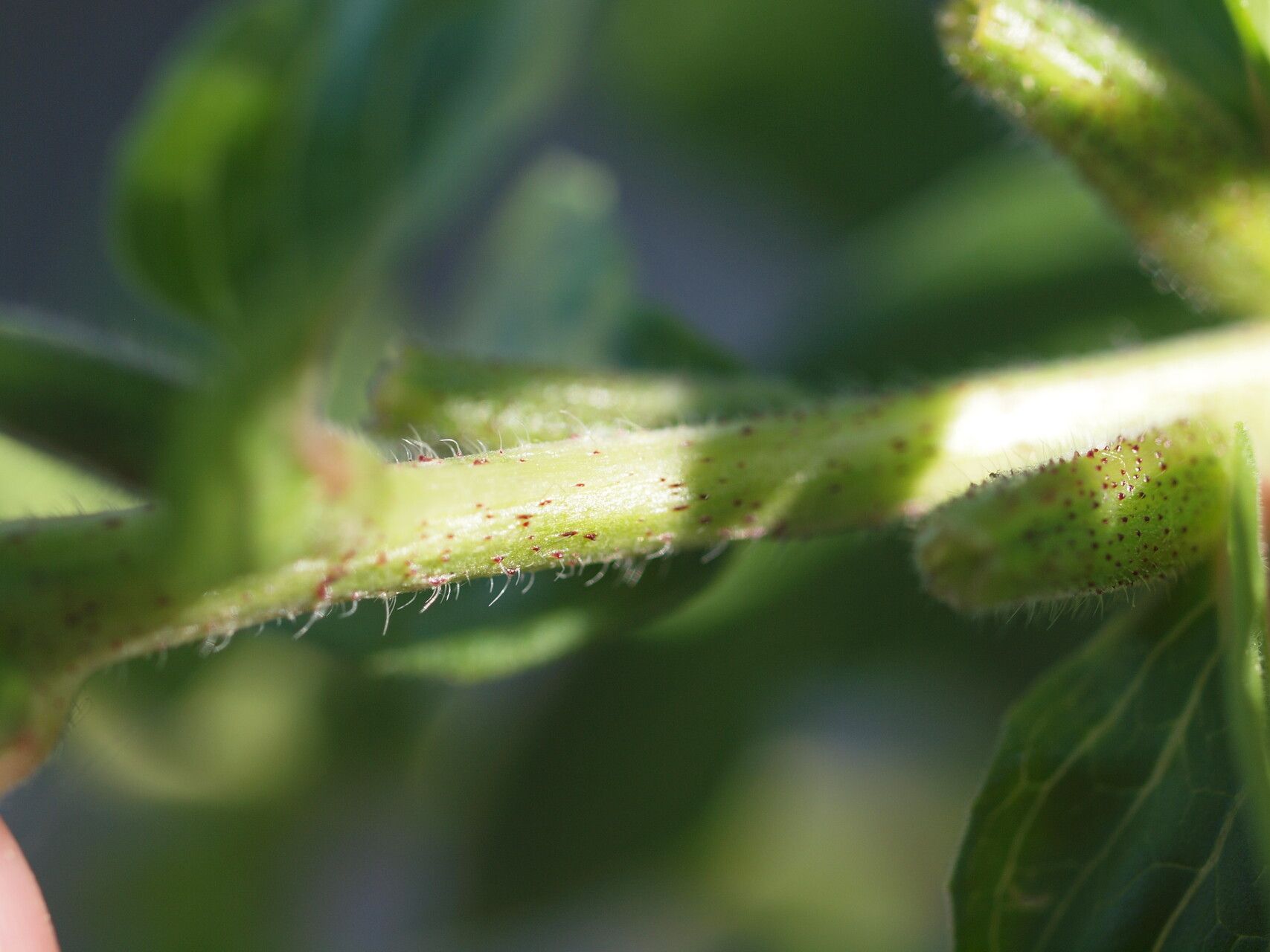 Oenothera pycnocarpa other