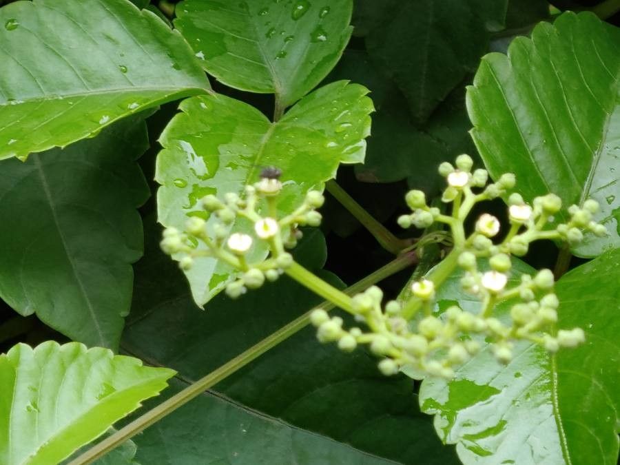 Cayratia trifolia flower