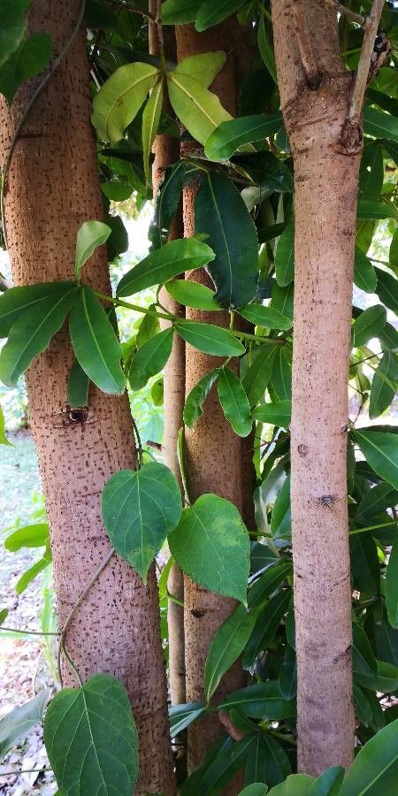 Mammea yunnanensis bark