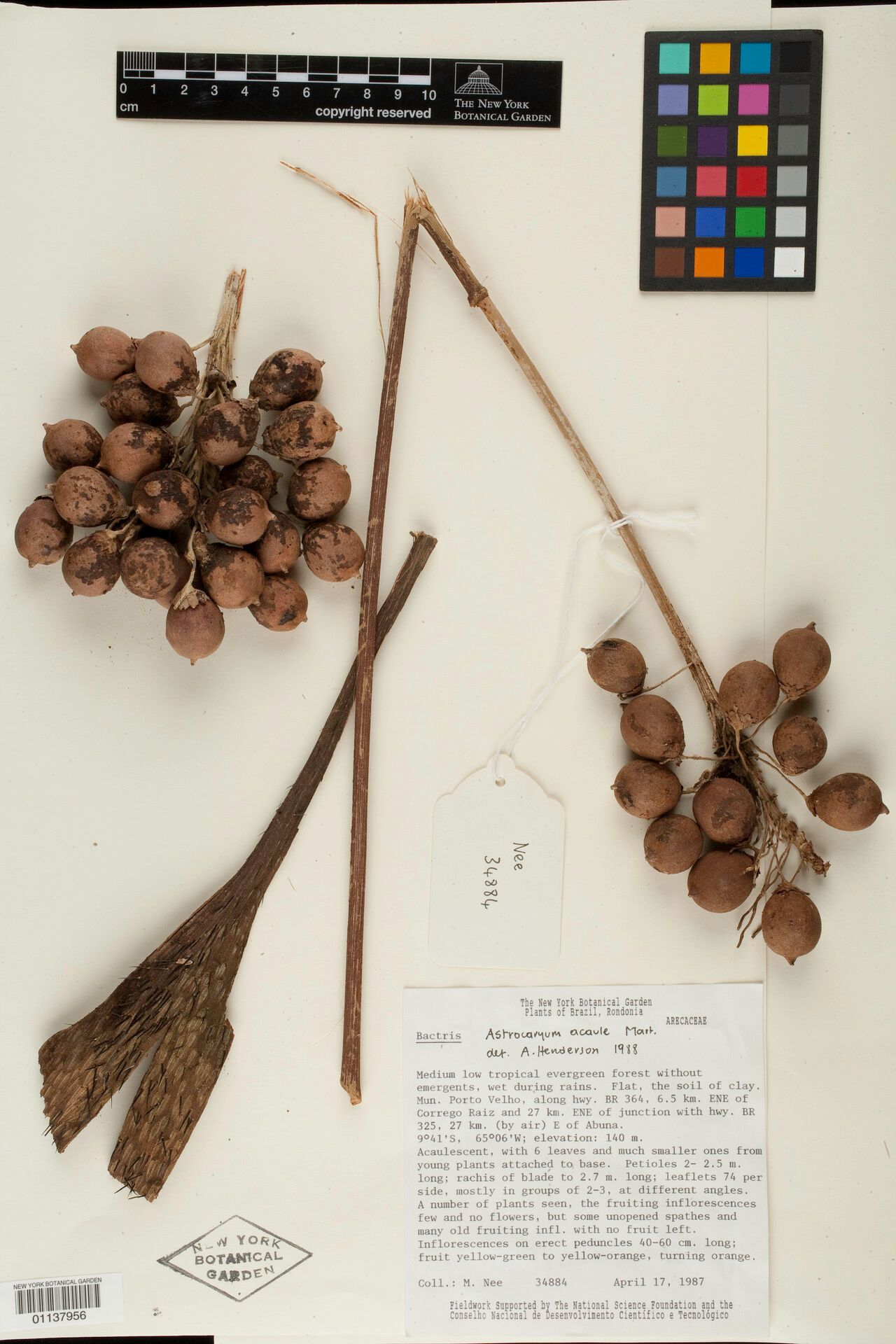 Astrocaryum acaule fruit