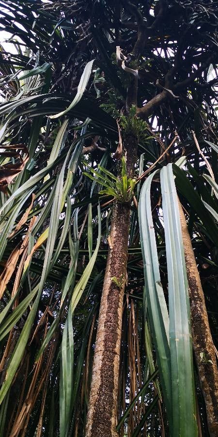 Pandanus urophyllus bark