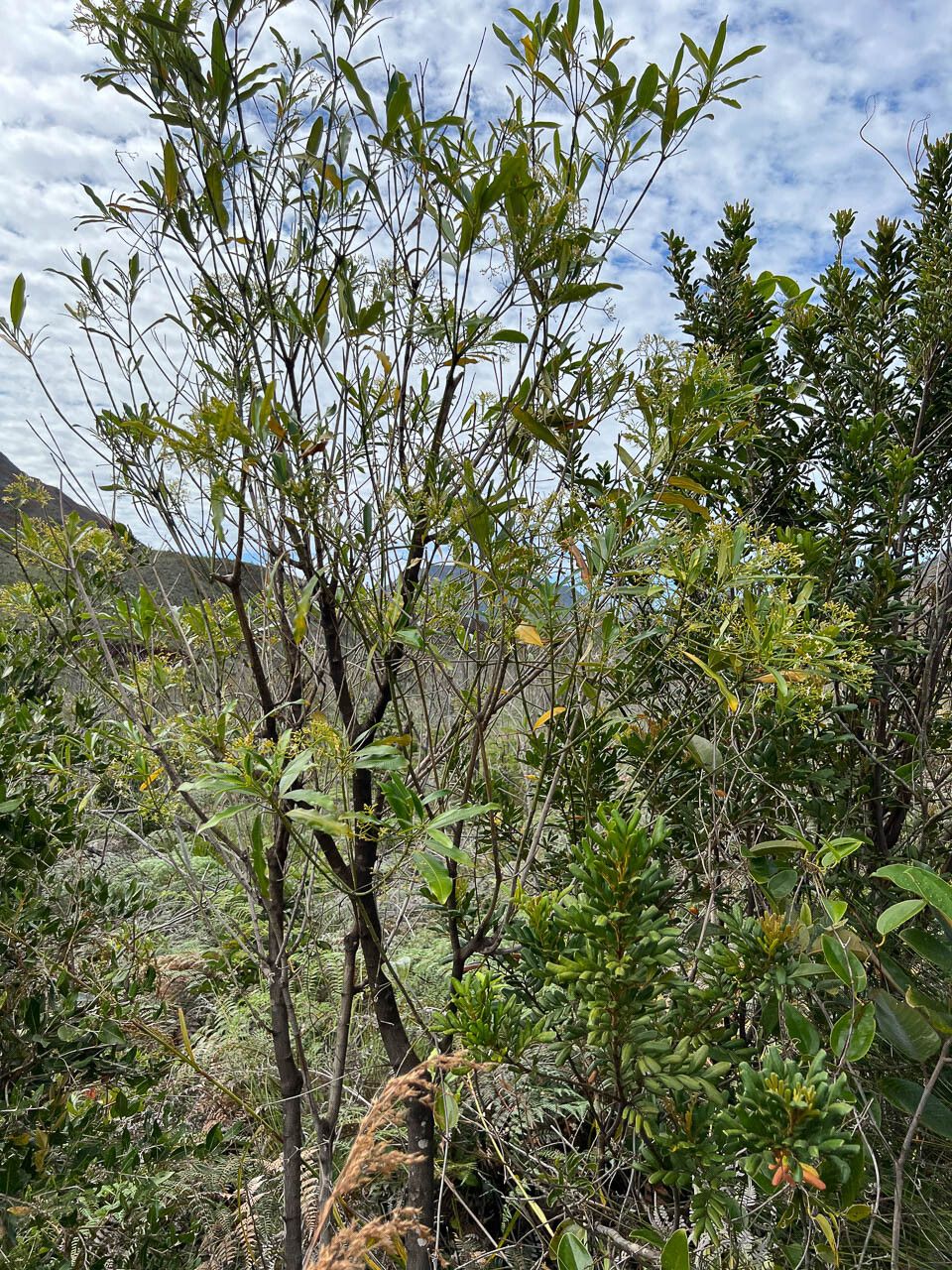 Alstonia lenormandii habit
