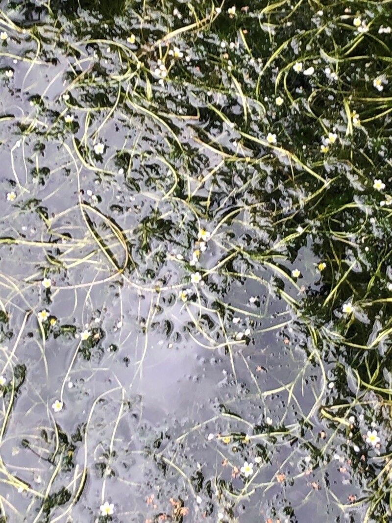 Ranunculus aquatilis — search result for 'northwest Africa'