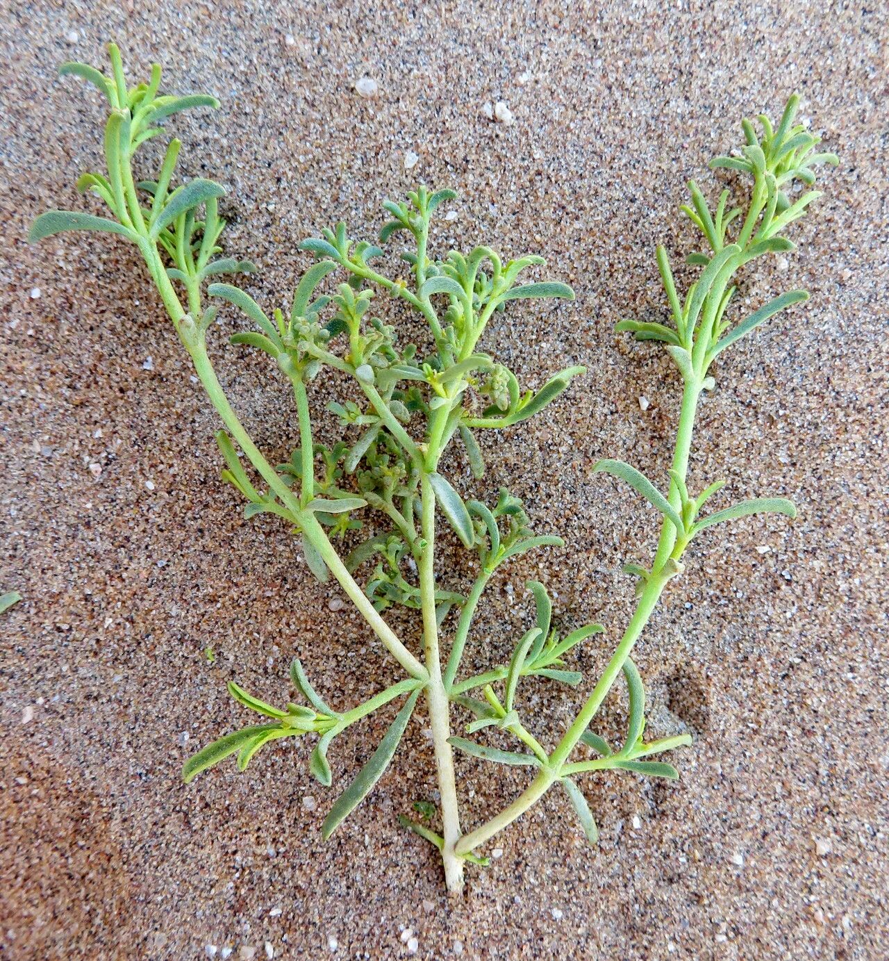 Aizoon africanum — related species from the same genus