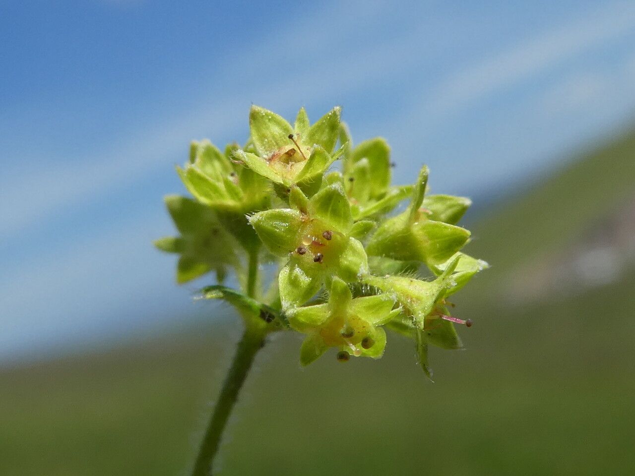 Alchemilla flabellata flower