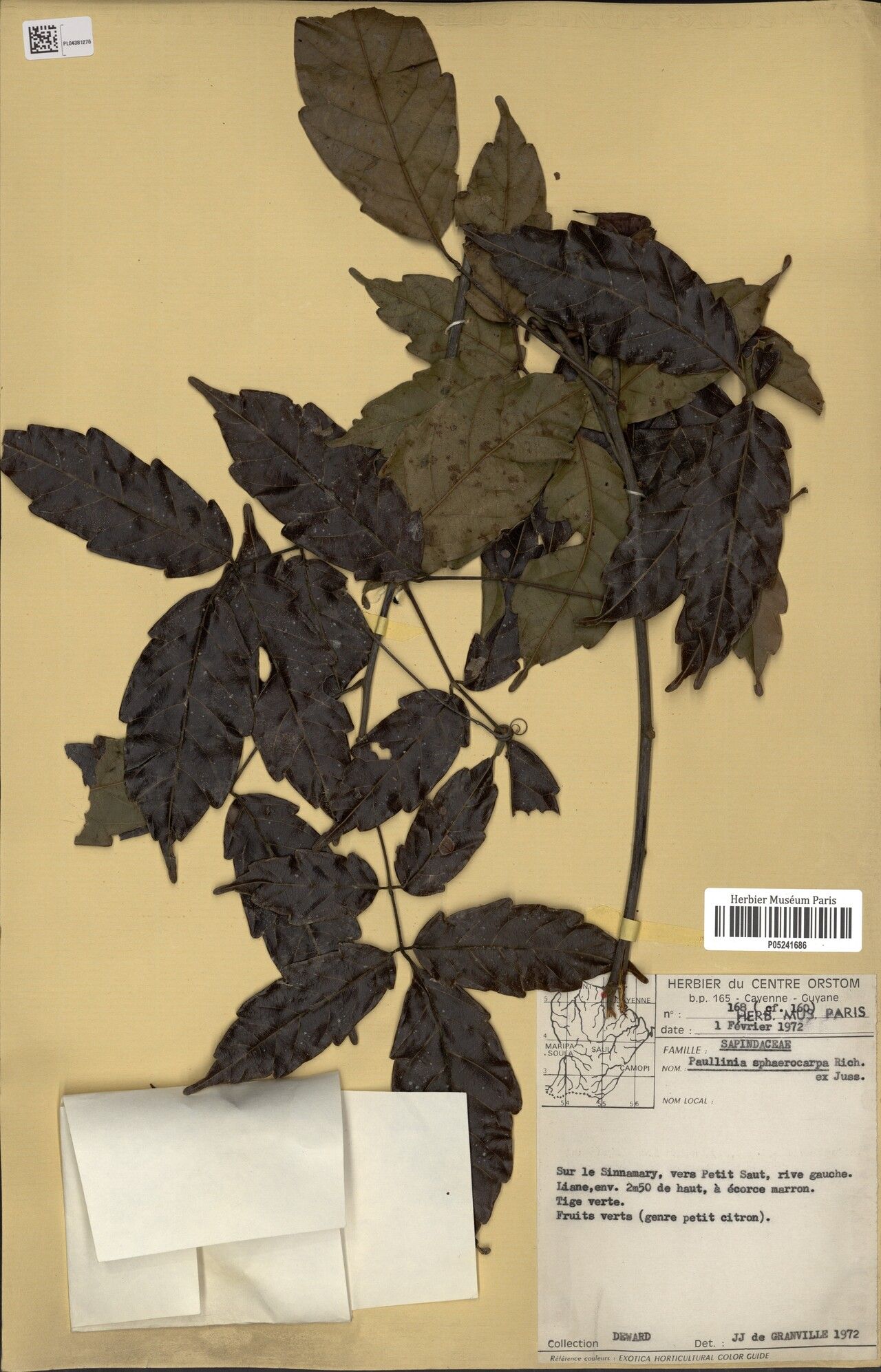 Paullinia sphaerocarpa — houseplant care guide