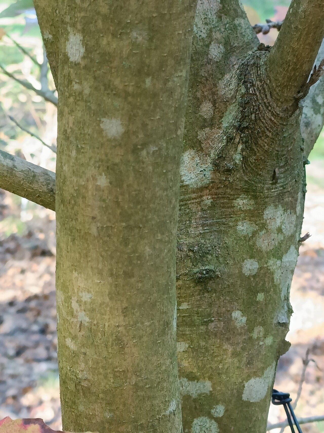 Acer tsinglingense bark