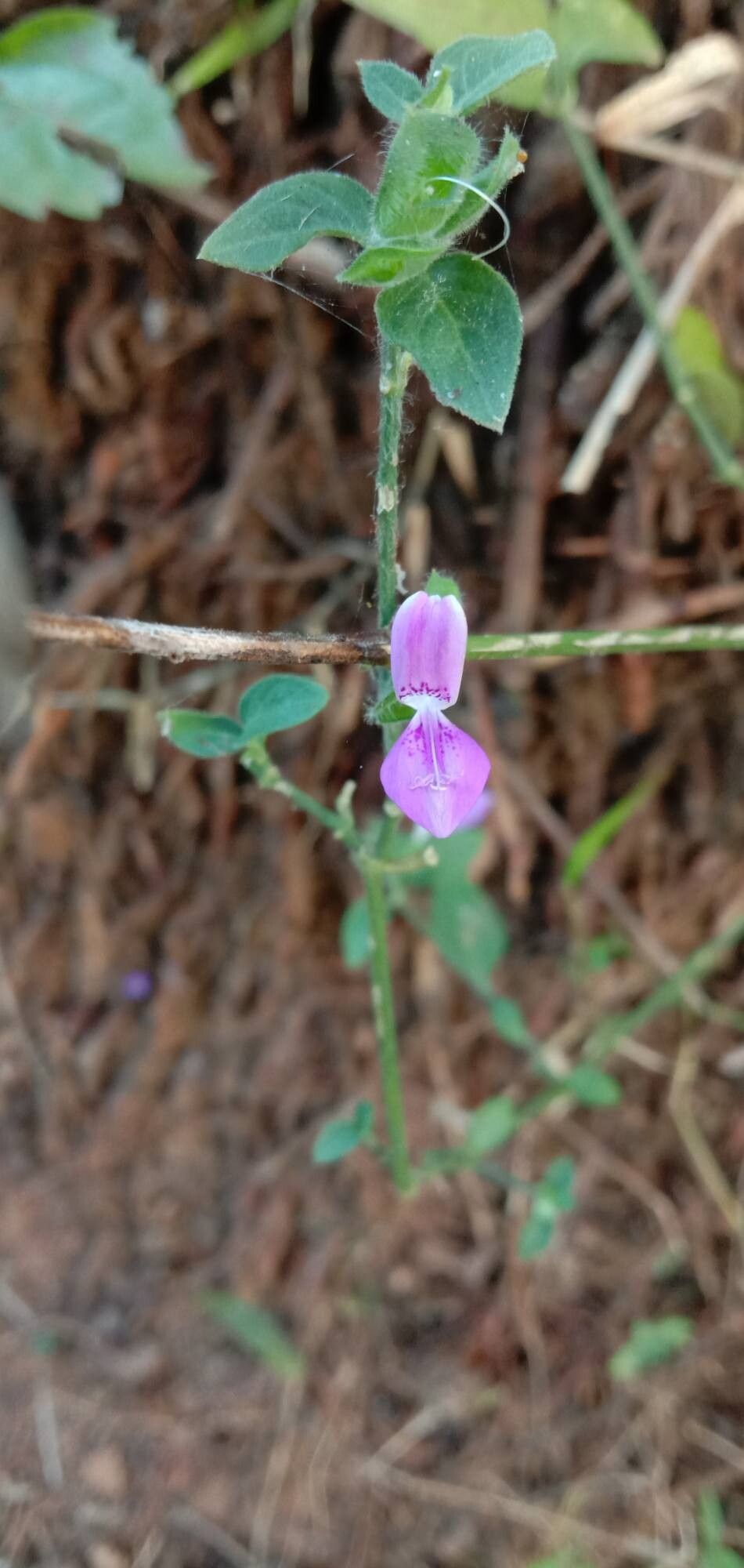 Dicliptera foetida flower