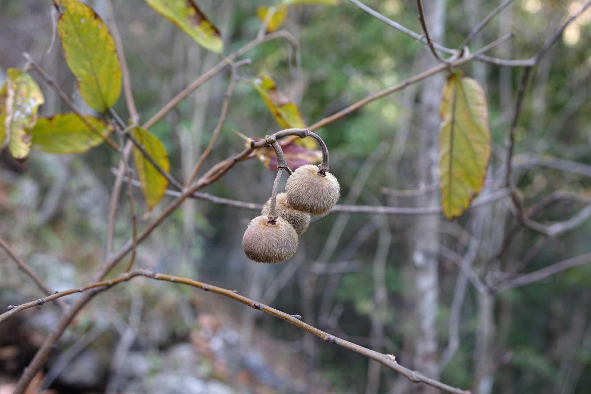 Grewia madagascariensis — houseplant care guide