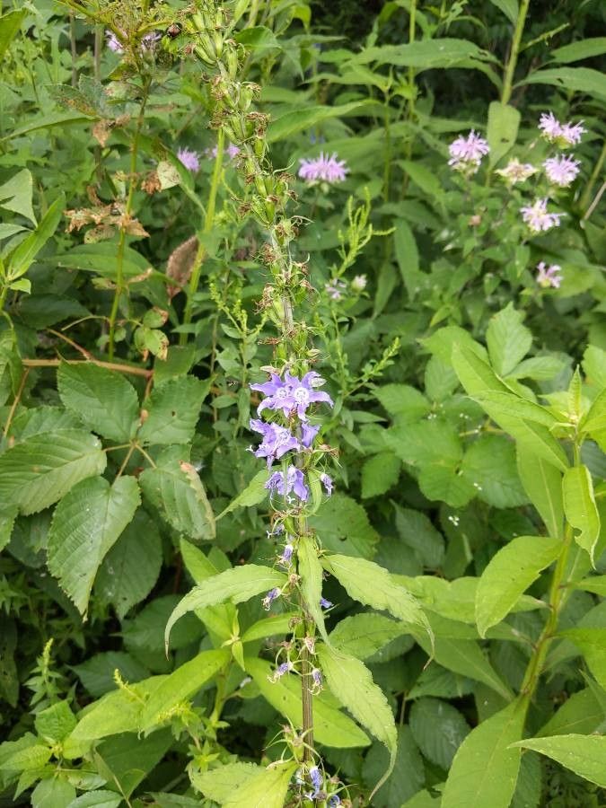 Campanula americana flower