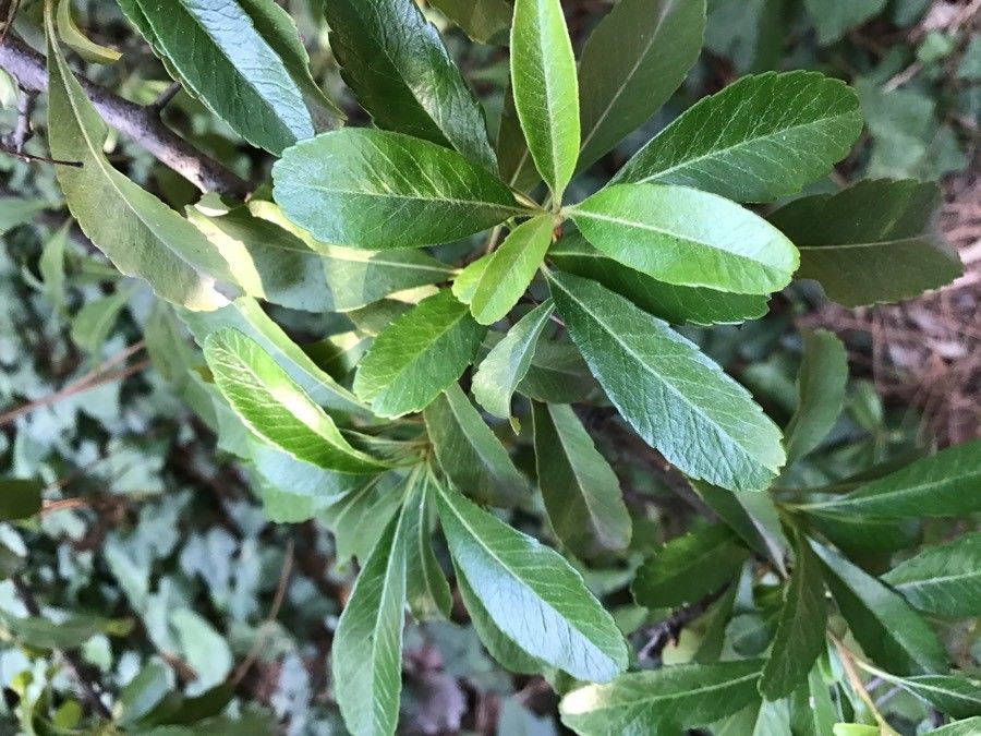 Pyracantha rogersiana — search result for 'Rosaceae'