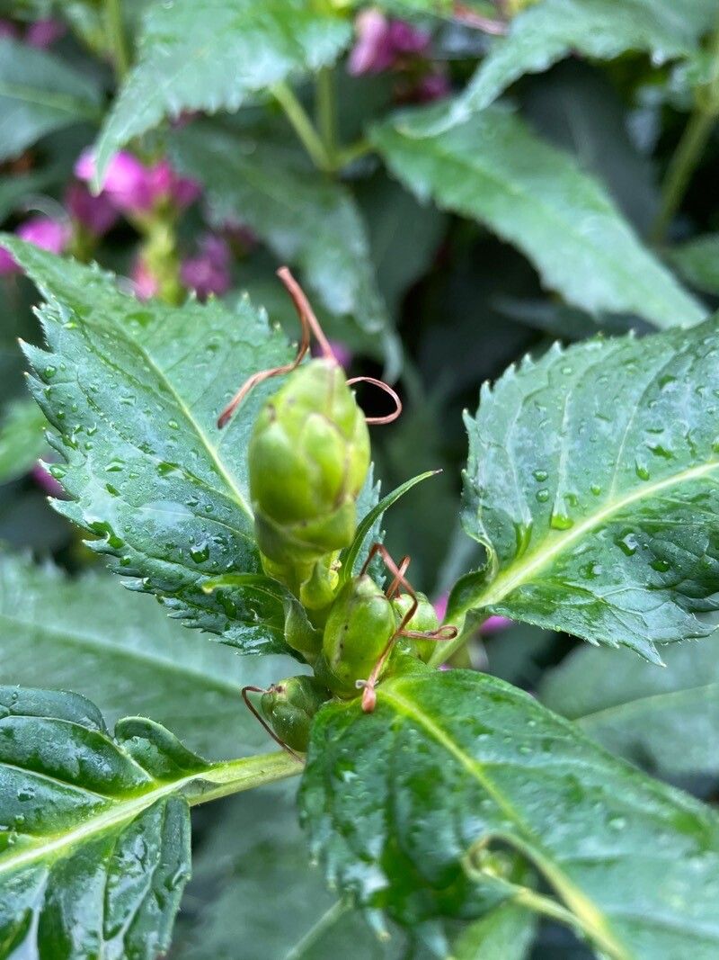 Chelone obliqua fruit