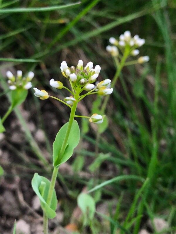 Noccaea perfoliata flower