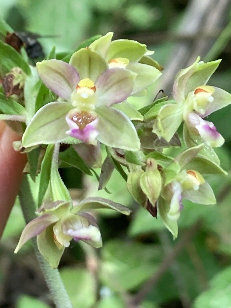 Epipactis bugacensis flower